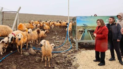 Gaziantep Büyükşehir Belediyesi ile İl Tarım ve Orman Müdürlüğü’nün ortak