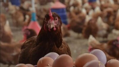 Küçükbaş hayvancılıkta maliyetler rekor kırarken, üretici alıcı bulamıyor, tüketici ise