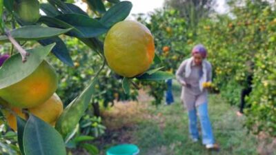 Adana’da mandalinada rekor verim yaşanmasına rağmen alıcı bulunamayınca tonlarca ürün