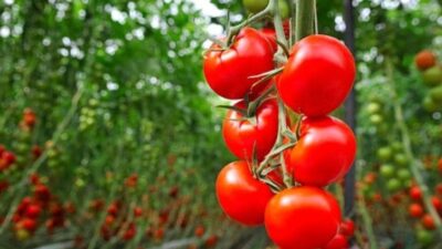 Rusya Tarım Bakanlığı, Türkiye’den domates alım kotasını 100 bin ton