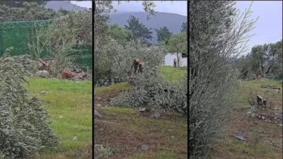 Muğla’nın Milas ilçesi Menteş Mahallesi’nde bir arazide zeytin ağaçlarının kesildiğine