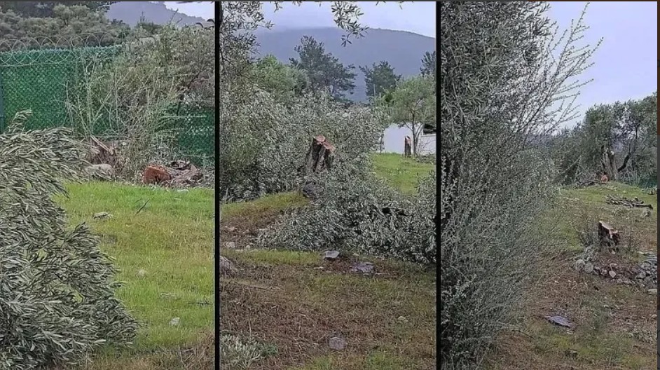 Muğla’nın Milas ilçesi Menteş Mahallesi’nde bir arazide zeytin ağaçlarının kesildiğine