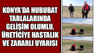 Konya Tarım ve Orman İl Müdürlüğü’nün Meram’daki arazi kontrollerinde hububat