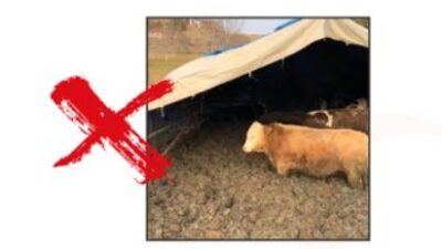 Sosyal medyada yayılan ve hayvan refahına aykırı davranış içerdiği belirtilen