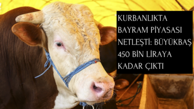 Türkiye Ziraat Odaları Birliği, Kurban Bayramı öncesi büyükbaş ve küçükbaş