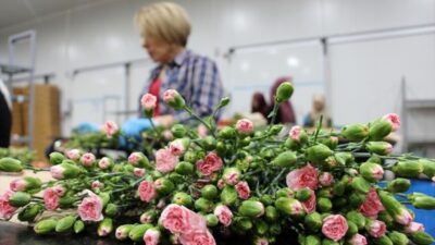 Türkiye'den 35 ülkeye Anneler Günü dolayısıyla 80 milyon dal çiçek