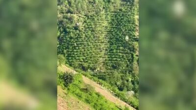 Giresun’un Güce ilçesinde yaklaşık 400 metrelik uçuruma yuvarlanan kamyonetteki 2