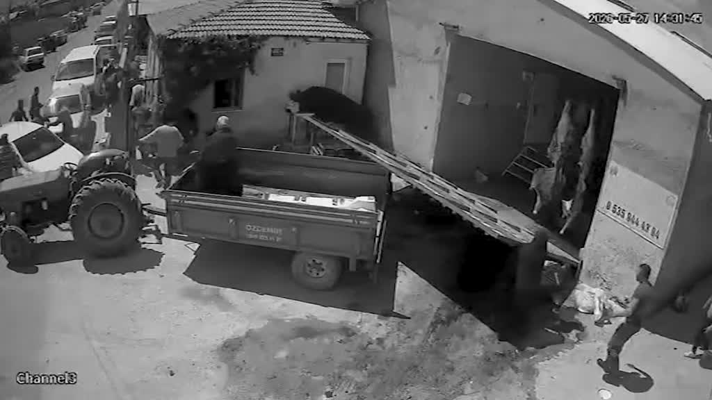 Isparta’nın Kuleönü beldesinde kesim için bekletilen kurbanlık boğa, demir kapıyı