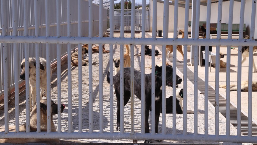 İçişleri Bakanlığı, Köyceğiz ve Narman’da yaşanan köpek saldırılarının ardından belediyelerin