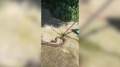 Adana’nın Çukurova ilçesinde park halindeki otomobilin motor bölümüne giren yılan,