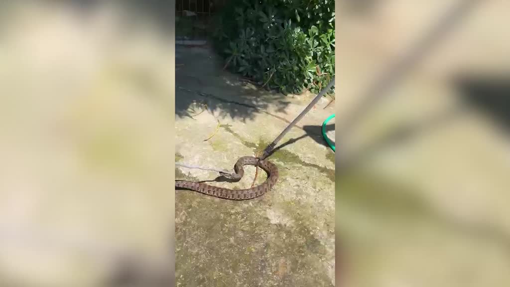 Adana’nın Çukurova ilçesinde park halindeki otomobilin motor bölümüne giren yılan,