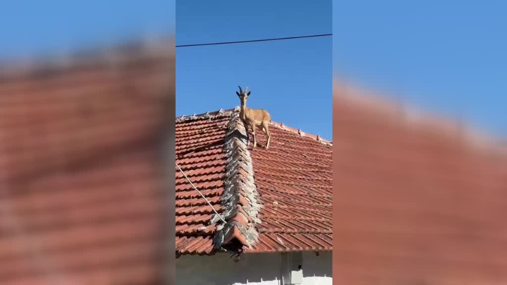Yozgat’ın Sarıkaya ilçesine bağlı Kargalık köyünde bir evin çatısına çıkan