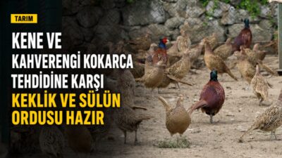 Tarım ve Orman Bakanlığı, kene ve kahverengi kokarca gibi zararlılarla
