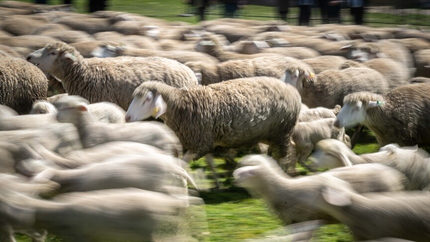 Tarım İşletmeleri Genel Müdürlüğü, Karacabey Tarım İşletmesi Müdürlüğü yetiştirmesi 1000