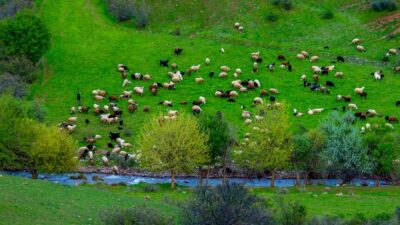 Türkiye genelinde etkili olan yağışlar, çayır ve meraların verimini artırdı.