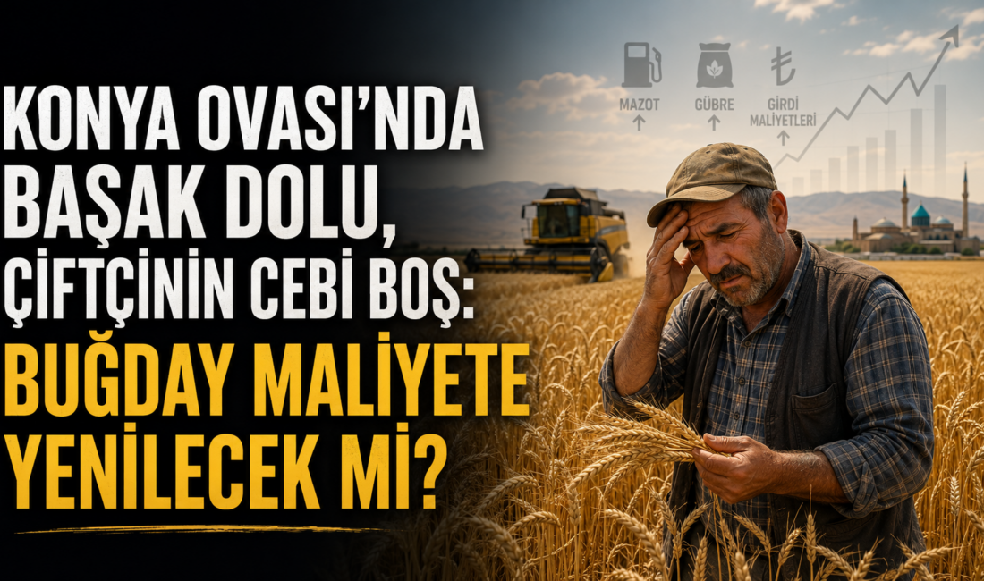 Konya Ovası’nda yağışlar buğday ve arpada verim beklentisini artırdı. Ancak