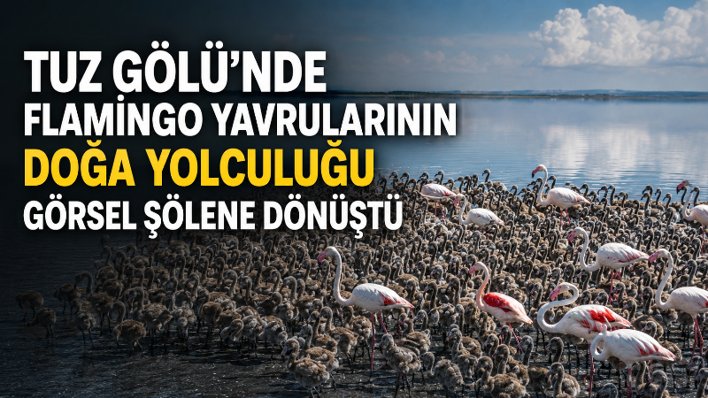 Türkiye’nin önemli sulak alanlarından Tuz Gölü’nde kuluçka döneminin ardından yumurtadan