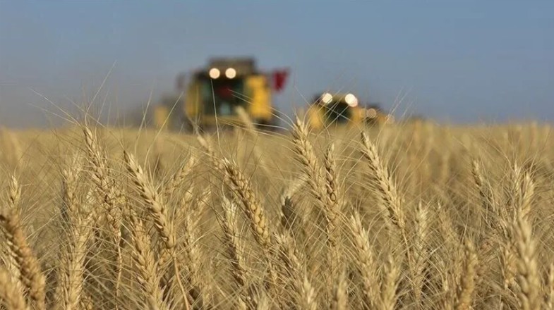 Buğdayın kile başına fiyatı uluslararası piyasalarda bugün 7,0850 dolara kadar