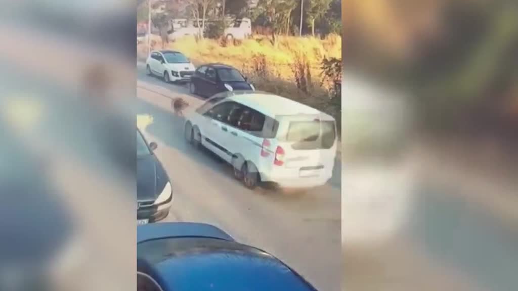 İstanbul’un Silivri ilçesinde aracını sahipsiz hayvanların üzerine sürerek bir köpeğin