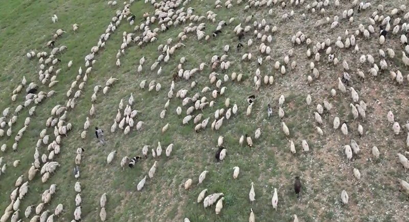 Bayburt’un Kitre köyünden aileleriyle birlikte 2 bin rakımın üzerindeki yaylalara