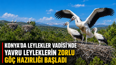 Konya’nın Beyşehir ilçesindeki Leylekler Vadisi’nde bahar aylarında yumurtadan çıkan leylek