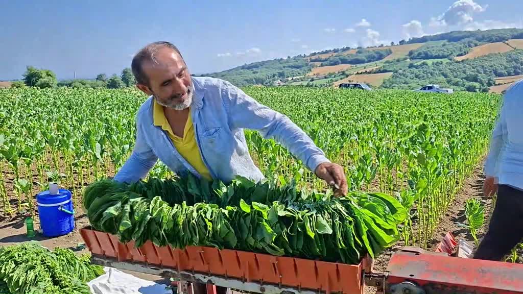 Samsun’un önemli tarımsal üretim merkezlerinden Bafra Ovası’nda tütün hasadı yüksek