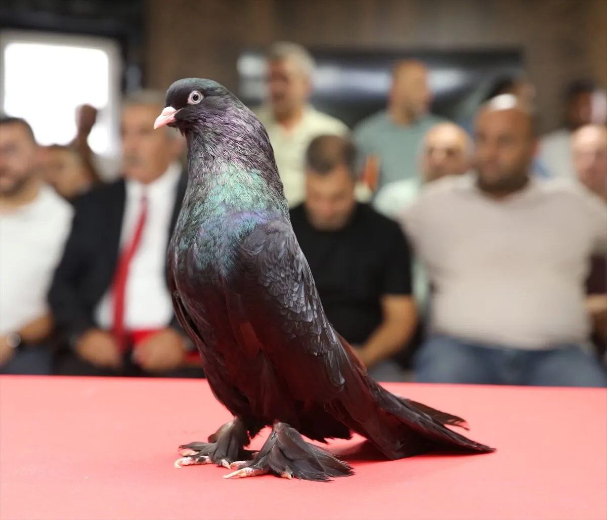 Anadolu’da yetiştirilen ve ender güvercin ırkları arasında gösterilen şebap güvercinleri,