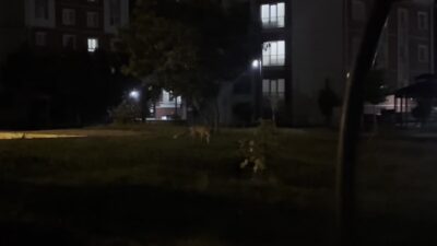 Çorum’un Alaca ilçesinde akşam saatlerinde bir sitenin bahçesine giren tilki,