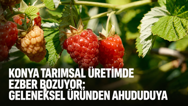 Konya Büyükşehir Belediyesi’nin kırsal kalkınmayı güçlendirmek amacıyla üreticilere sağladığı fide,