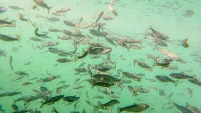 Doğu Karadeniz’den ocak-temmuz döneminde 15 ülkeye 14 bin 358 ton