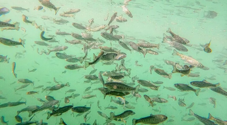 Doğu Karadeniz’den ocak-temmuz döneminde 15 ülkeye 14 bin 358 ton