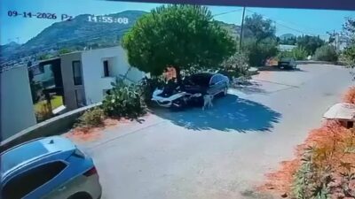 Muğla’nın Bodrum ilçesinde bir sürücü, yol üzerinde yatan iki köpeğin