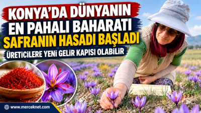 Konya Büyükşehir Belediyesi, dünyanın en pahalı baharatlarından biri olan safranın