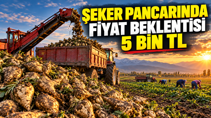 Şeker pancarında hasat başlarken üreticinin ton başına fiyat beklentisi 5