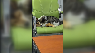 Yozgat’ta aynı ortamı paylaşan kedi ile köpeğin sergilediği dostluk görüntüleri